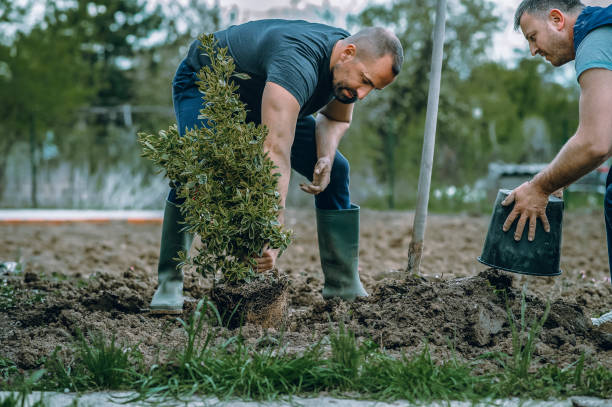 Best Professional Tree Care  in Santa Ana, CA